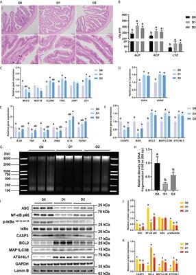 Vitamin D3 deficiency induced intestinal inflammatory response of turbot through nuclear factor-κB/inflammasome pathway, accompanied by the mutually exclusive apoptosis and autophagy